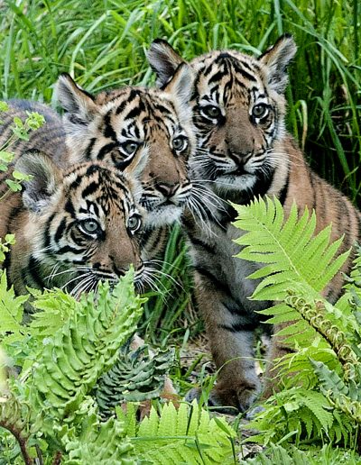 tiger cubs 1